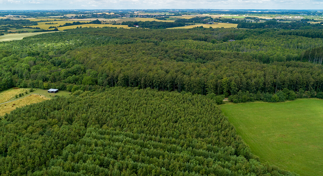 Vestskoven. Foto Kent Pørksen